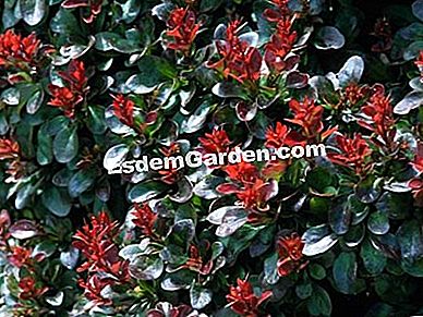 Un gard viu defensiv - (Mahonia) varza (Berberis thunbergii)
