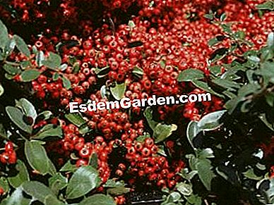 Un gard viu defensiv - (arbuști) arderea tufișului în toamnă (Pyracantha) - I. Devaux - EsdemGarden