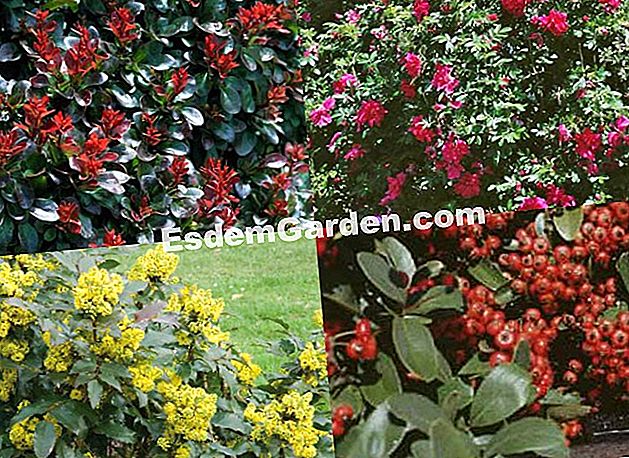 Un gard viu defensiv - (Mahonia) Berberis, piracantha, trandafirul dur și mahonia formează garduri atât colorate, cât și defensive - EsdemGarden