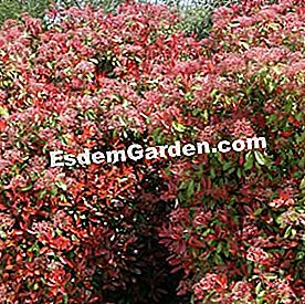 Lindung nilai yang bebas dan berbunga - (yang) Photinia x fraseri 'Red Robin' - EsdemGarden