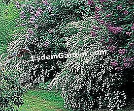 Lindung nilai yang bebas dan berbunga - (lindung) Van Houtte Spirea - EsdemGarden
