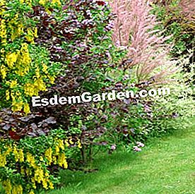 Lindung nilai yang bebas dan berbunga - (lindung) Pokok Hazel - EsdemGarden