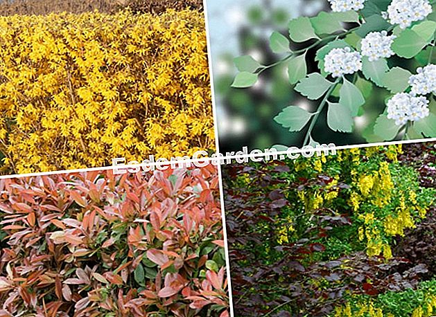 Lindung nilai yang bebas dan berbunga - (nilai) Forsythia, photinias, spiraea dan hazel boleh membuat indah dan berwarna-warni pelindung nilai percuma - EsdemGarden