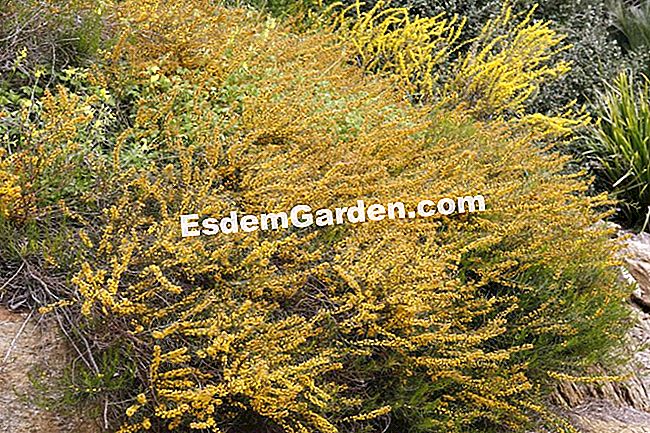 Cum să udăm mimoza bine? - (Acacia) Acacia enterocarpa