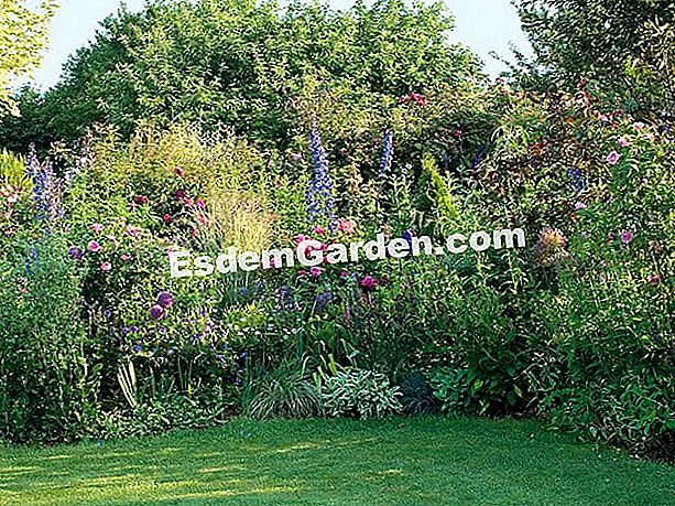 Bagaimana air banyak mawar? - (merah) L. Hego - EsdemGarden - Bussy Garden