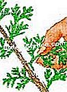 Bagaimana cara memotong cedar di lindung nilai: tindakan yang betul - (cara) Ambil keratan dengan tangan
