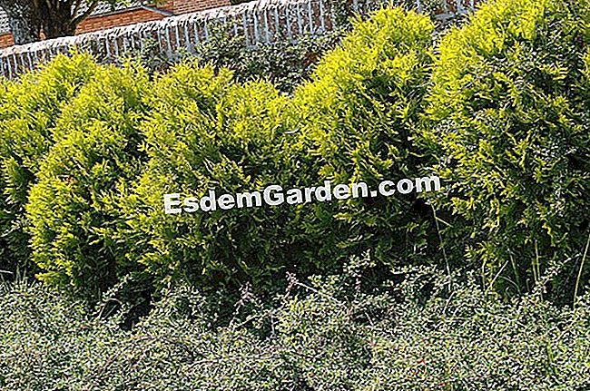 Bagaimana cara memotong cedar di lindung nilai: tindakan yang betul - (nilai) Thuya occidentalis