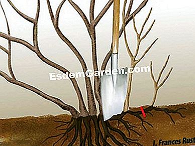 Hogyan lehet szoptatókat szaporítani a növényekre? - cserjének I. Francès -esdemgarden.com