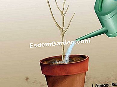 Hogyan lehet szoptatókat szaporítani a növényekre? - balek I. Frances -esdemgarden.com