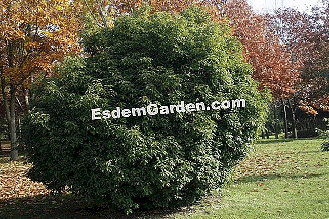 Cómo regar el roble: consejo y método - (cómo) Quercus glauca