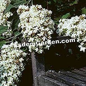 hydrangea quercifolia 'bông tuyết'