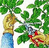 Marcotter memanjat naik - (memanjat) Daun dan buat sayatan