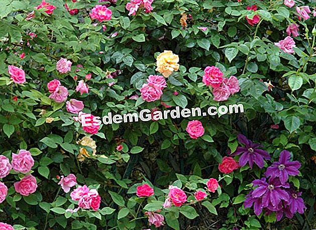 Marcotter memanjat naik - (marcotter) Mawar memanjat dalam hubungan dengan clematis - Jardin de Bagatelle