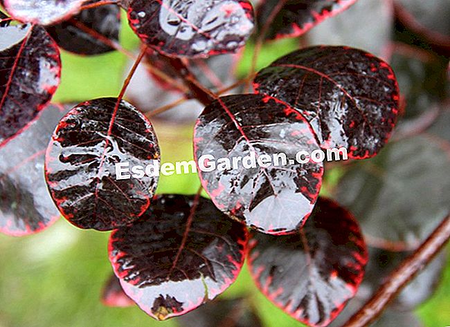 Fogliame nei colori dell'autunno - Courson 2013 - (dell) Cotinus coggygria 'Royal Purple'