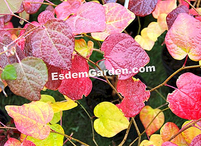 Fogliame nei colori dell'autunno - Courson 2013 - (2013) Disanthus cercidifolius
