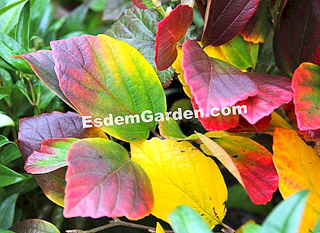 Fogliame nei colori dell'autunno - Courson 2013 - (fogliame) Fothergilla maggiore