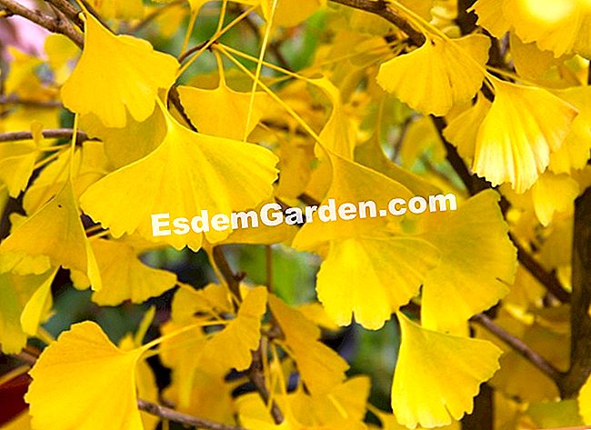 Fogliame nei colori dell'autunno - Courson 2013 - (autunno) Ginkgo biloba 'Blagon'
