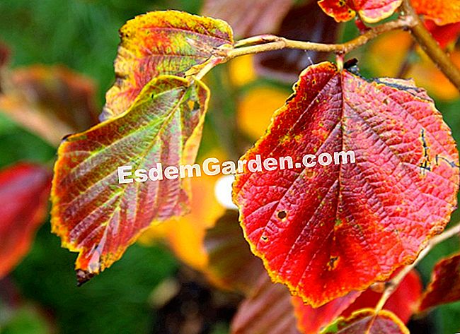 Fogliame nei colori dell'autunno - Courson 2013 - (courson) Hamamelis x intermedia 'Early Bird'