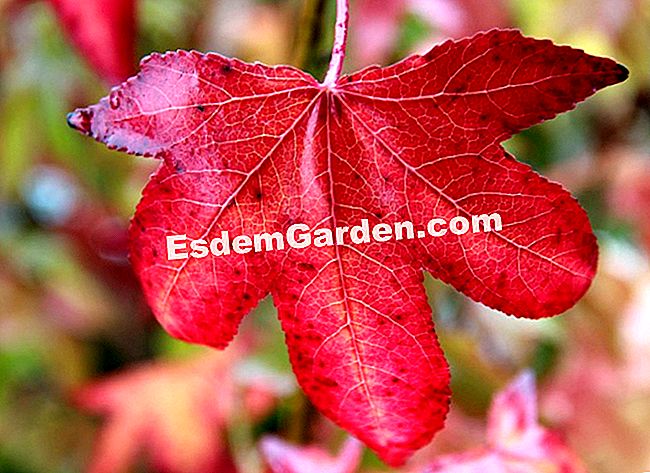 Fogliame nei colori dell'autunno - Courson 2013 - (2013) Liquidambar styraciflua 'Moraine'