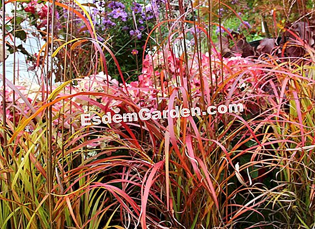 Fogliame nei colori dell'autunno - Courson 2013 - (colori) Miscanthus sinensis 'Africa'