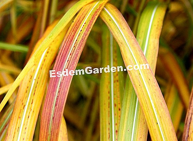 Fogliame nei colori dell'autunno - Courson 2013 - (courson) Miscanthus x memoria