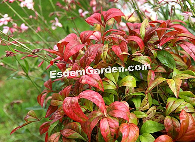 Fogliame nei colori dell'autunno - Courson 2013 - (2013) Nandina domestica 'Fire Power'