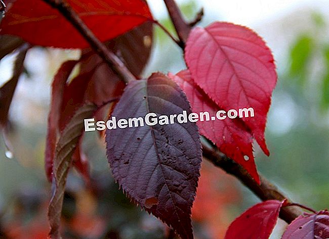 Fogliame nei colori dell'autunno - Courson 2013 - (colori) Prunus serrulata 'Royal Burgundy'