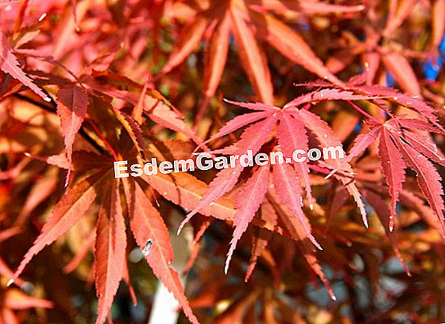 Fogliame nei colori dell'autunno - Courson 2013 - (autunno) Acer palmatum 'Matsumurae Inazuma'