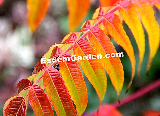 Fogliame nei colori dell'autunno - Courson 2013 - (fogliame) Rhus typhina