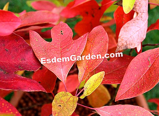 Fogliame nei colori dell'autunno - Courson 2013 - (courson) Sassafras albidum