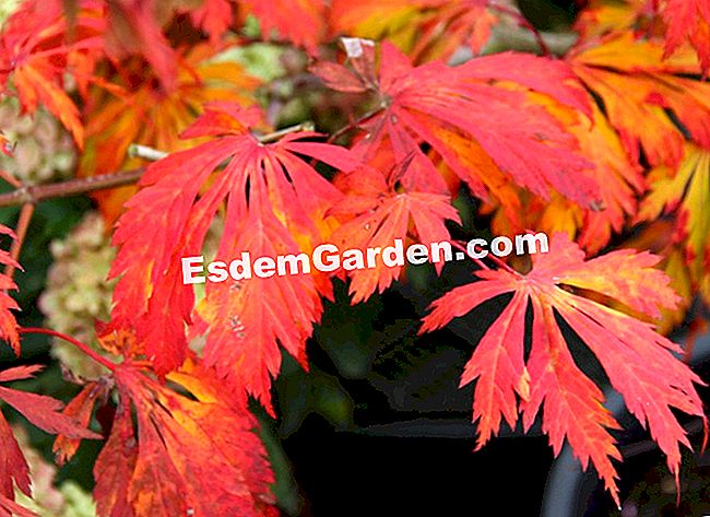 Fogliame nei colori dell'autunno - Courson 2013 - (colori) Acer palmatum 'Aconitifolium'