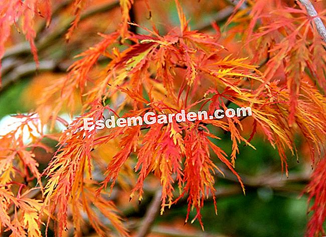 Fogliame nei colori dell'autunno - Courson 2013 - (colori) Acer palmatum 'Dissectum Viridis'
