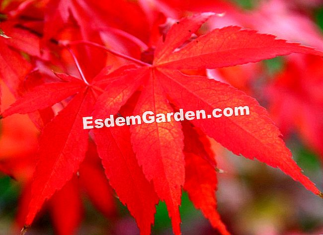 Fogliame nei colori dell'autunno - Courson 2013 - (fogliame) Acer palmatum 'Ozakazuki'