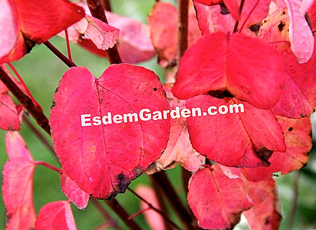 Fogliame nei colori dell'autunno - Courson 2013 - (colori) Cercidiphyllum japonicum