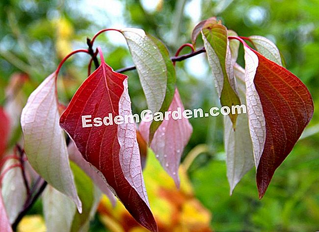 Fogliame nei colori dell'autunno - Courson 2013 - (autunno) Cornus controversa