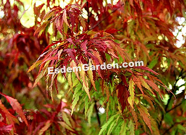 Fogliame nei colori dell'autunno - Courson 2013 - (autunno) Acer palmatum 'Hosoba Koshimino'