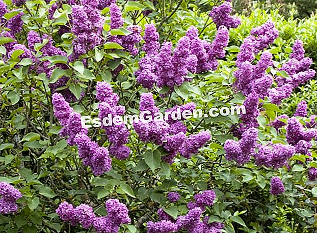 Lilac (Syringa vulgaris) - (yang) Lilac (Syringa vulgaris)