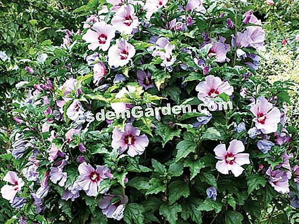 Welcher Syriacus Hibiskus Wählen? 🌿 Alles Über Gartenarbeit Und