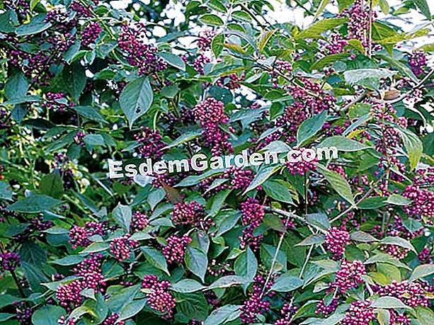 Los arbustos más bellos del verano: Callicarpa (Callicarpa bodinieri) - (púrpura)