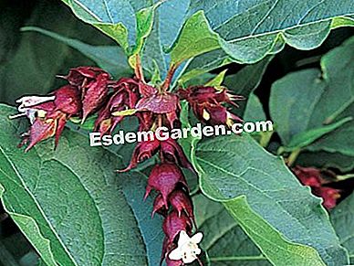 Semut yang paling indah di musim panas: pokok-ke-pheasants (Leycesteria formosa) - (panas) dimensi