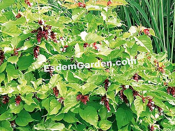 Semut yang paling indah di musim panas: pokok-ke-pheasants (Leycesteria formosa) - (formosa) Pheasant tree - F. Marre - EsdemGarden