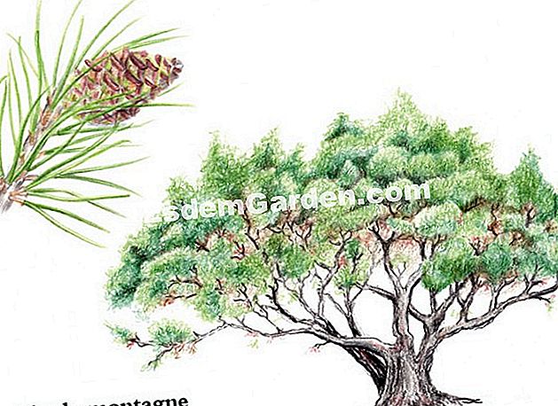 Hegyi fenyő (Pinus mugo) - fenyő Hegyi fenyő (Pinus mugo) - Rajz: I. Frances