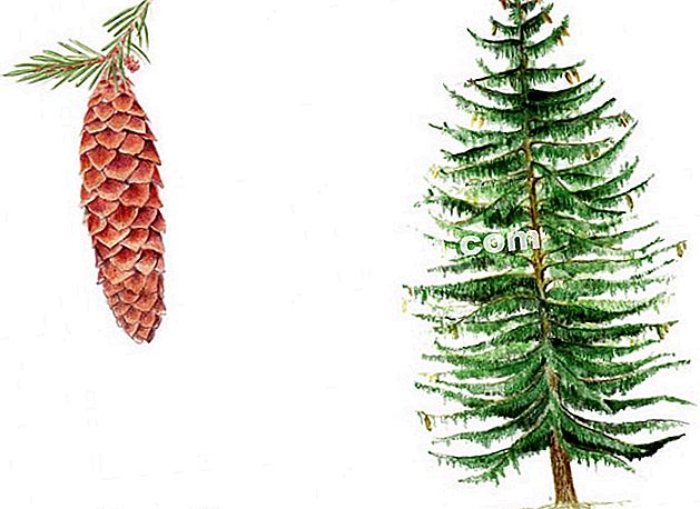 ノルウェースプルース(Picea abies)