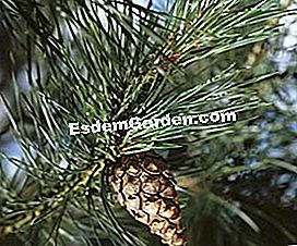 Dekorative Bäume das ganze Jahr lang - (ganze) Pinus sylvestris - EsdemGarden