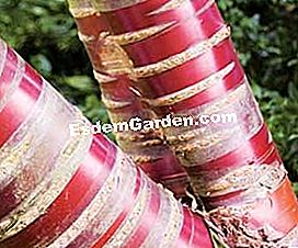 Dekorative Bäume das ganze Jahr lang - (eine) Prunus maackii 'Amber Beauty' - EsdemGarden