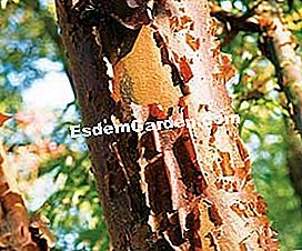 Dekorative Bäume das ganze Jahr lang - (bäume) Acer griseum - EsdemGarden