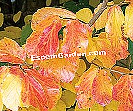 Dekorative Bäume das ganze Jahr lang - (dekorative) Parrotia persica - EsdemGarden