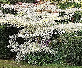 Dekorative Bäume das ganze Jahr lang - (bäume) Cornus controversa 'Variegata' - EsdemGarden