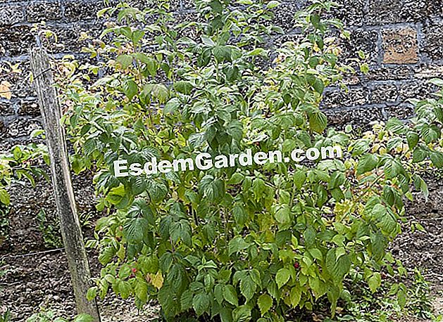 Dekorative Bäume das ganze Jahr lang - (dekorative) Cornus controversa 'Variegata' - Die Gärten des Pays d'Auge
