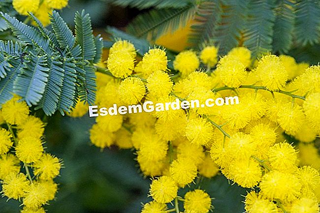 Sikeres mimóza dugványok: tippek - mimóza Acacia dealbata 'The Gaulish'